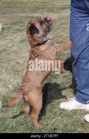 Border Terrier steht auf Hinterbeinen in einem grünen Feld. Eine Pfote, die auf einem Hosenbein liegt. Stockfoto