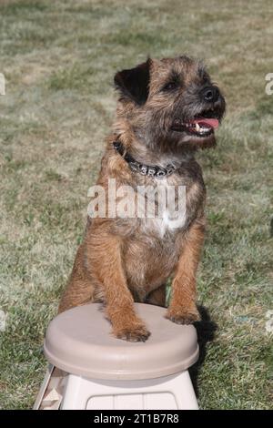 Border Terrier steht auf Hinterbeinen Vorderpfoten auf dem Hocker auf einem grünen Feld Stockfoto