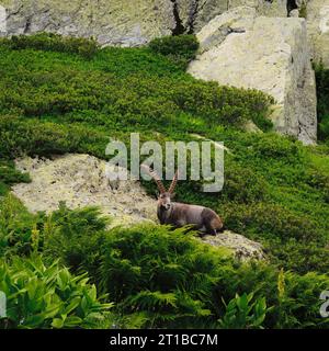 Steinböcke sitzen bequem auf einem Felsen, umgeben von üppiger Vegetation, in einem Naturpark in den französischen Alpen Stockfoto