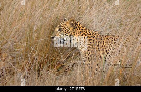 Sri Lanka Leoparden in der Wildnis, besuchen Sie Sri Lanka Stockfoto