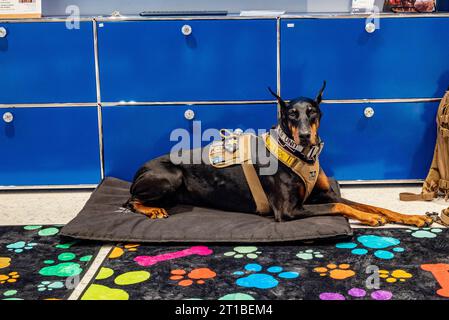Eine Doberman K9-Einheit bezieht sich typischerweise auf einen Doberman Pinscher, der für Polizei- oder Militärarbeit ausgebildet ist, oft in Rollen wie Patrouille, Aufspürung oder Durchsuchung Stockfoto
