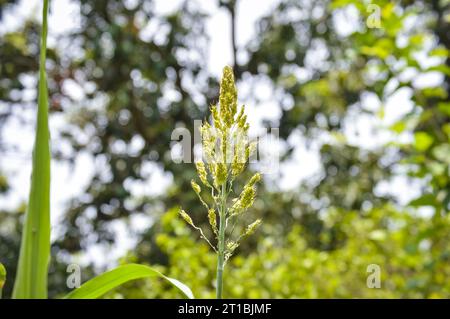 Nahaufnahme des Besenmais. Besenmais. Sorghum Millet wächst hoch vor grünem Gartenhintergrund. Feld mit Besenmais. Feld Sorghum Millet. Stockfoto