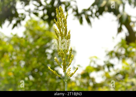 Nahaufnahme des Besenmais. Besenmais. Sorghum Millet wächst hoch vor grünem Gartenhintergrund. Feld mit Besenmais. Feld Sorghum Millet. Stockfoto