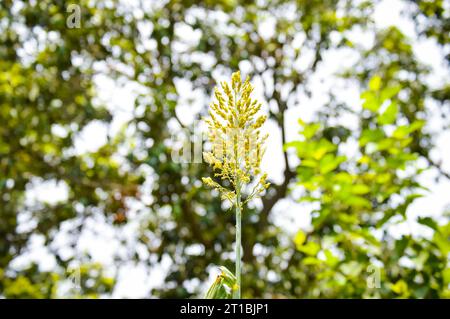 Nahaufnahme des Besenmais. Besenmais. Sorghum Millet wächst hoch vor grünem Gartenhintergrund. Feld mit Besenmais. Feld Sorghum Millet. Stockfoto