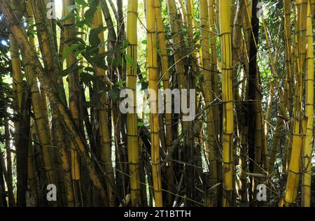 Typische Vegetation von Ilha Grande im Bundesstaat Rio de Janeiro. Stockfoto