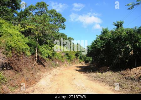 Typische Vegetation von Ilha Grande im Bundesstaat Rio de Janeiro. Stockfoto