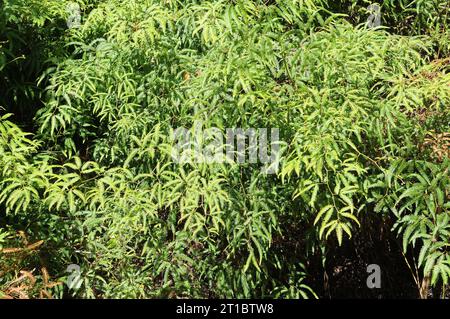 Typische Vegetation von Ilha Grande im Bundesstaat Rio de Janeiro. Stockfoto