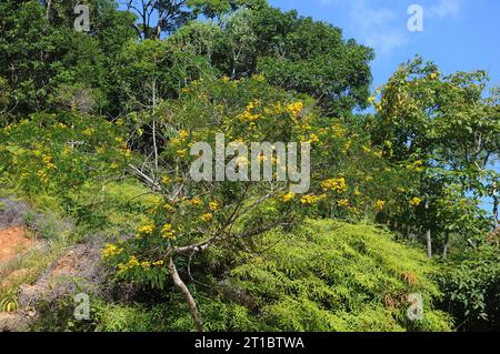 Typische Vegetation von Ilha Grande im Bundesstaat Rio de Janeiro. Stockfoto