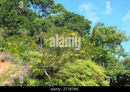 Typische Vegetation von Ilha Grande im Bundesstaat Rio de Janeiro. Stockfoto