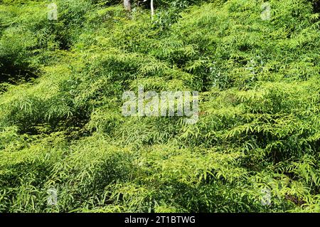 Typische Vegetation von Ilha Grande im Bundesstaat Rio de Janeiro. Stockfoto