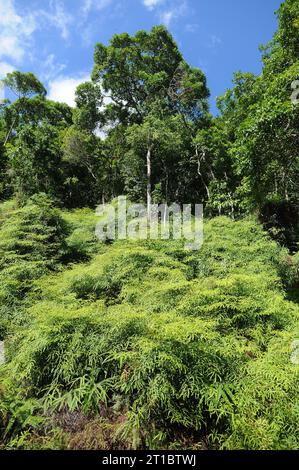 Typische Vegetation von Ilha Grande im Bundesstaat Rio de Janeiro. Stockfoto