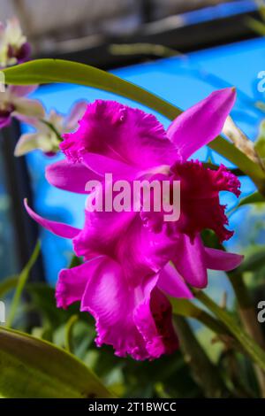 Blühende rosa Orchideen im Kings Botanical Garden in Peradeniya, Kandy, Sri-Lanka. Nahaufnahme, Kopierbereich Stockfoto