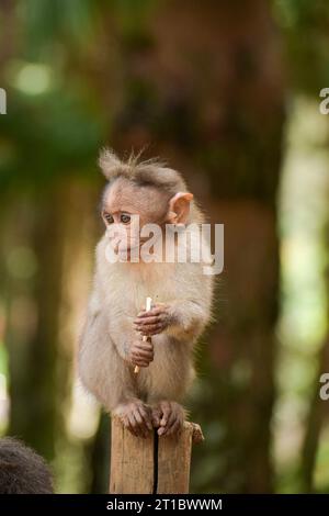 Ein Baby-Affe (Rhesus-Affe), der einen Lutscher hält, den er einer Person gestohlen hat. Stockfoto