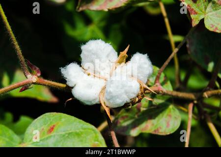Gossypium Herbaceum Nahaufnahme mit frischen Samenkapseln. Baumwollboll hängt an der Pflanze. Mit selektivem Fokus auf das Motiv. Nahaufnahme der weißen Baumwollblume. Stockfoto