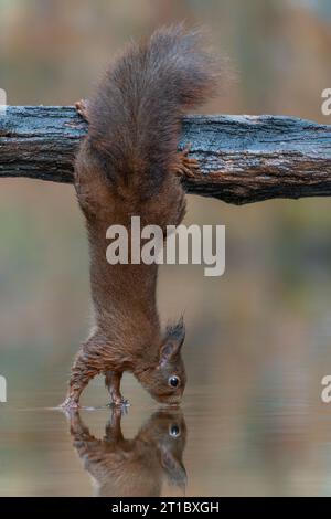 Das eurasische Eichhörnchen (Sciurus vulgaris) hängt kopfüber, um im Wald Nahrung zu sammeln. Ein rotes Eichhörnchen hängt an einem Zweig über einem Teich. Stockfoto