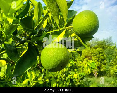 Bergamotte orange. Zitrusfrüchte der sauren Orange Bergamotte reifen auf dir nahe up.green Früchte der Bergamotte Orange auf Baum, Zitrus Bergamia. Stockfoto