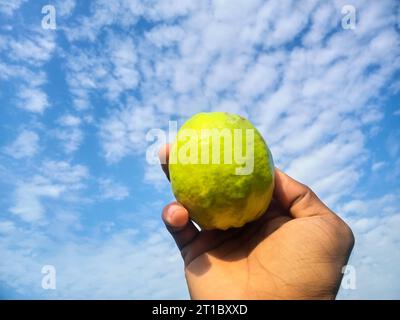 Guaven sind auf dem Baumzweig. Hängende Guave-Früchte. Nahaufnahme der Guaven. Gesundes Lebensmittelkonzept. Guave. Reife tropische Frucht Guava auf Guavas Baum. Guavas Stockfoto