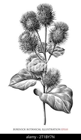 Klettenklette botanische Vintage-Illustration schwarz-weiße Clip-Art Stock Vektor