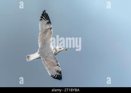 Kaspische Möwe (Larus cachinnans) im Flug. Oder-Delta in Polen, europa. Stockfoto