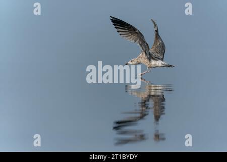 Die Kaspische Möwe (Larus cachinnans) landete gerade im oder-Delta in Polen, europa. Horizontale Streifen im Hintergrund. Stockfoto