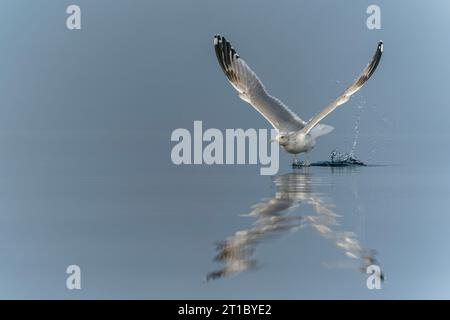 Die Kaspische Möwe (Larus cachinnans) startet im oder-Delta in Polen, europa. Blauer Hintergrund mit Kopierraum. Stockfoto