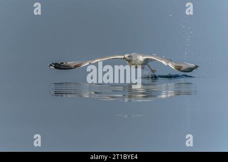 Die Kaspische Möwe (Larus cachinnans) startet im oder-Delta in Polen, europa. Blauer Hintergrund mit Kopierraum. Stockfoto