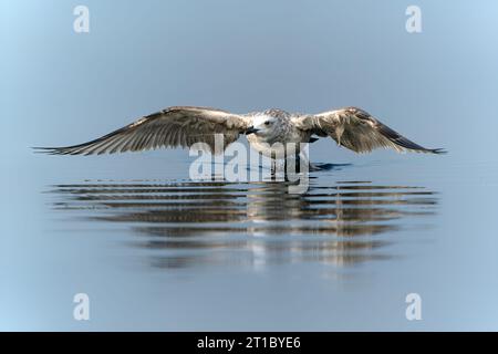 Die Kaspische Möwe (Larus cachinnans) startet im oder-Delta in Polen, europa. Blauer Hintergrund mit Kopierraum. Stockfoto