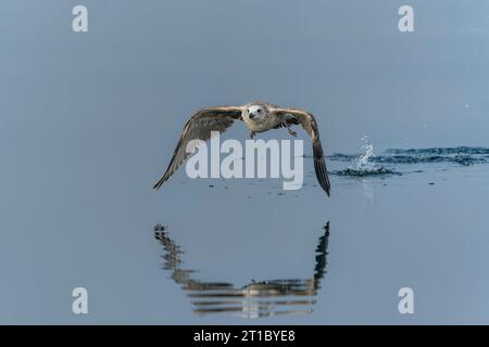 Die Kaspische Möwe (Larus cachinnans) startet im oder-Delta in Polen, europa. Blauer Hintergrund mit Kopierraum. Stockfoto