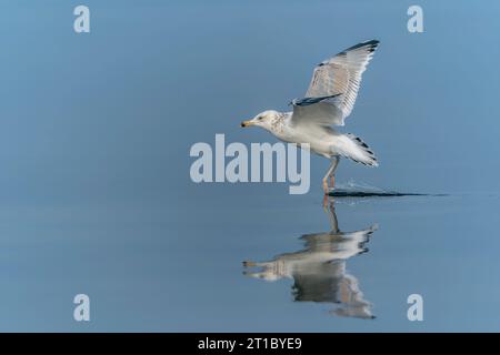 Die Kaspische Möwe (Larus cachinnans) landete gerade im oder-Delta in Polen, europa. Horizontale Streifen im Hintergrund. Stockfoto