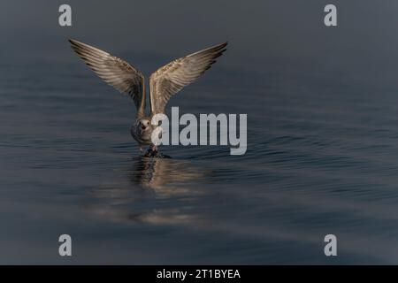 Die Kaspische Möwe (Larus cachinnans) startet im oder-Delta in Polen, europa. Blauer Hintergrund mit Kopierraum. Stockfoto