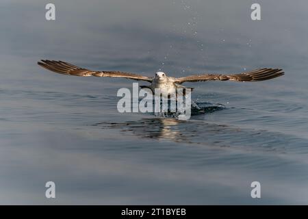 Die Kaspische Möwe (Larus cachinnans) startet im oder-Delta in Polen, europa. Blauer Hintergrund mit Kopierraum. Stockfoto