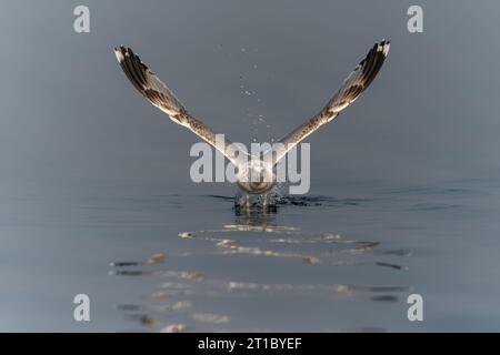 Die Kaspische Möwe (Larus cachinnans) startet im oder-Delta in Polen, europa. Blauer Hintergrund mit Kopierraum. Stockfoto