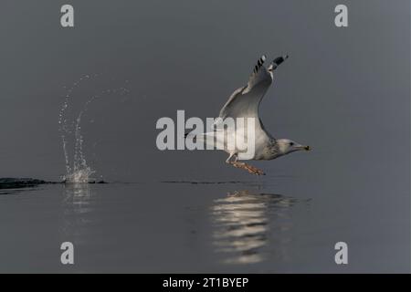 Die Kaspische Möwe (Larus cachinnans) startet im oder-Delta in Polen, europa. Blauer Hintergrund mit Kopierraum. Stockfoto