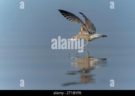 Die Kaspische Möwe (Larus cachinnans) landete gerade im oder-Delta in Polen, europa. Horizontale Streifen im Hintergrund. Stockfoto