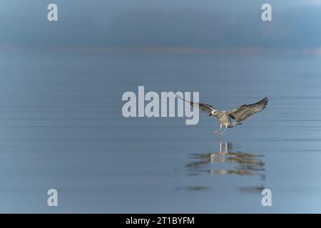 Die Kaspische Möwe (Larus cachinnans) landete gerade im oder-Delta in Polen, europa. Horizontale Streifen im Hintergrund. Stockfoto