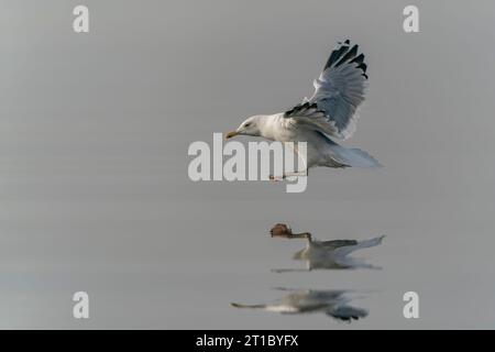 Die Kaspische Möwe (Larus cachinnans) landete gerade im oder-Delta in Polen, europa. Horizontale Streifen im Hintergrund. Stockfoto