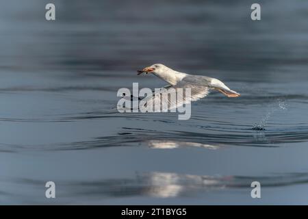 Die Kaspische Möwe (Larus cachinnans) startet im oder-Delta in Polen, europa. Blauer Hintergrund mit Kopierraum. Stockfoto