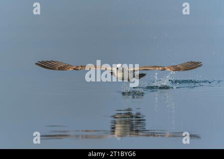 Die Kaspische Möwe (Larus cachinnans) startet im oder-Delta in Polen, europa. Blauer Hintergrund mit Kopierraum. Stockfoto