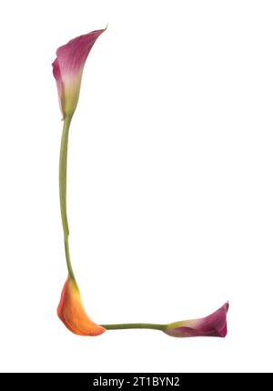 Der farbenfrohe Buchstabe L wurde mit Calla-Lilien in Gelb, Rot und Rosa zusammengesetzt. Orange, Grün und weiß. Elegant stilvoll und symbolisch Kommunikation. Stockfoto