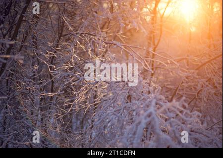 Eisige Äste, die von der untergehenden Sonne beleuchtet werden Stockfoto