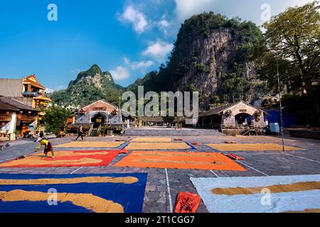 Reisernte in Dong Van, Ha Giang, Vietnam Stockfoto