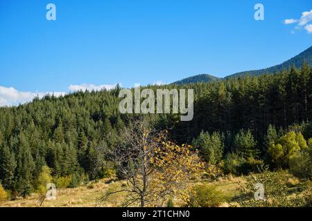 Blick auf den herbstlichen Tannenwald im Vorgebirge, Idee für eine Grußkarte mit freiem Platz. Einladungen zur Entspannung und Erholung und zur psychischen Gesundheit, p Stockfoto