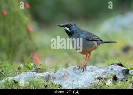 Die Rotbeindrossel (Turdus plumbeus) ist eine Vogelart aus der Familie der Turdidae. Stockfoto