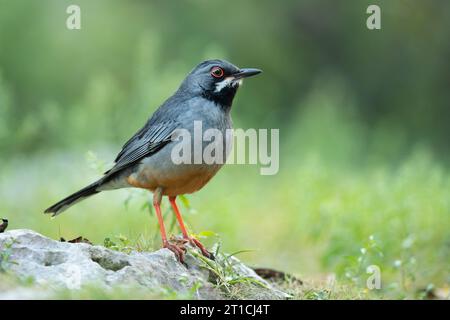 Die Rotbeindrossel (Turdus plumbeus) ist eine Vogelart aus der Familie der Turdidae. Stockfoto