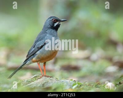 Die Rotbeindrossel (Turdus plumbeus) ist eine Vogelart aus der Familie der Turdidae. Stockfoto