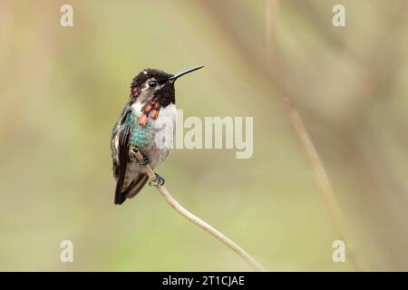 Der Bienenkolibris, Zzunzuncito oder Helena Kolibris (Mellisuga helenae) ist der kleinste Vogel der Welt Stockfoto