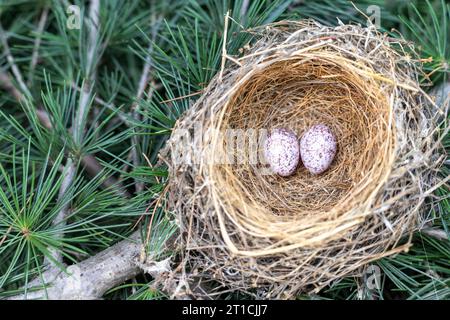 Kardinalvogelnest mit zwei Eiern auf einem Baumzweig im Wald Stockfoto