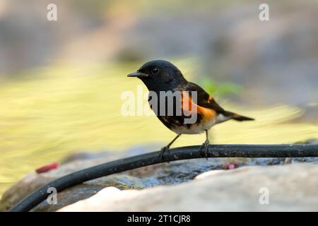 Der amerikanische Redstart (Setophaga ruticilla) ist ein New World Warbler. Sie ist nicht mit der Alten Welt verwandt Stockfoto