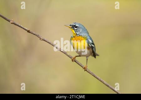 Die nördliche Parula (Setophaga americana) ist ein kleiner „New World Warbler“. Stockfoto