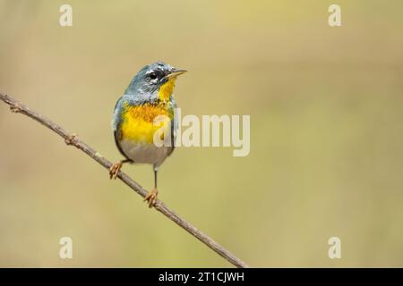 Die nördliche Parula (Setophaga americana) ist ein kleiner „New World Warbler“. Stockfoto